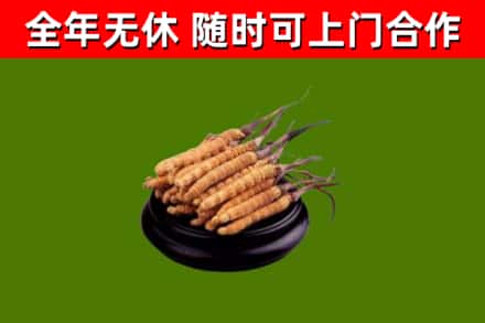 海盐县烟酒回收冬虫夏草.jpg
